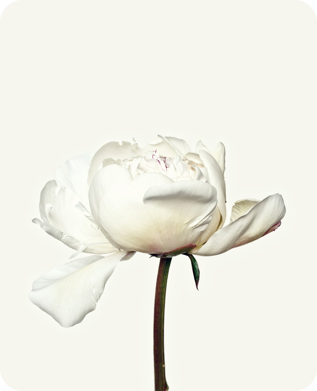 peony flower white free photo