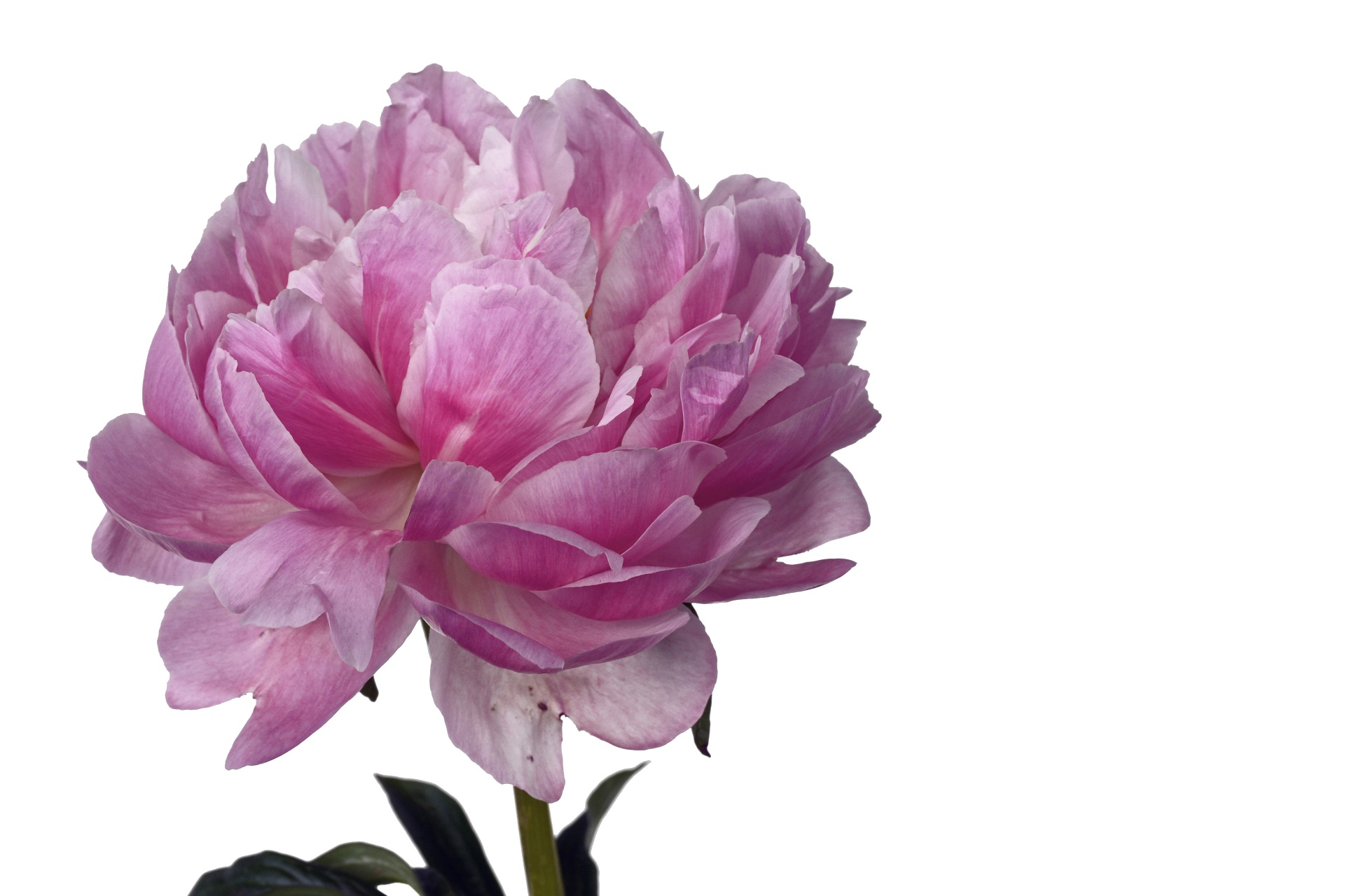 peony flower pink free photo