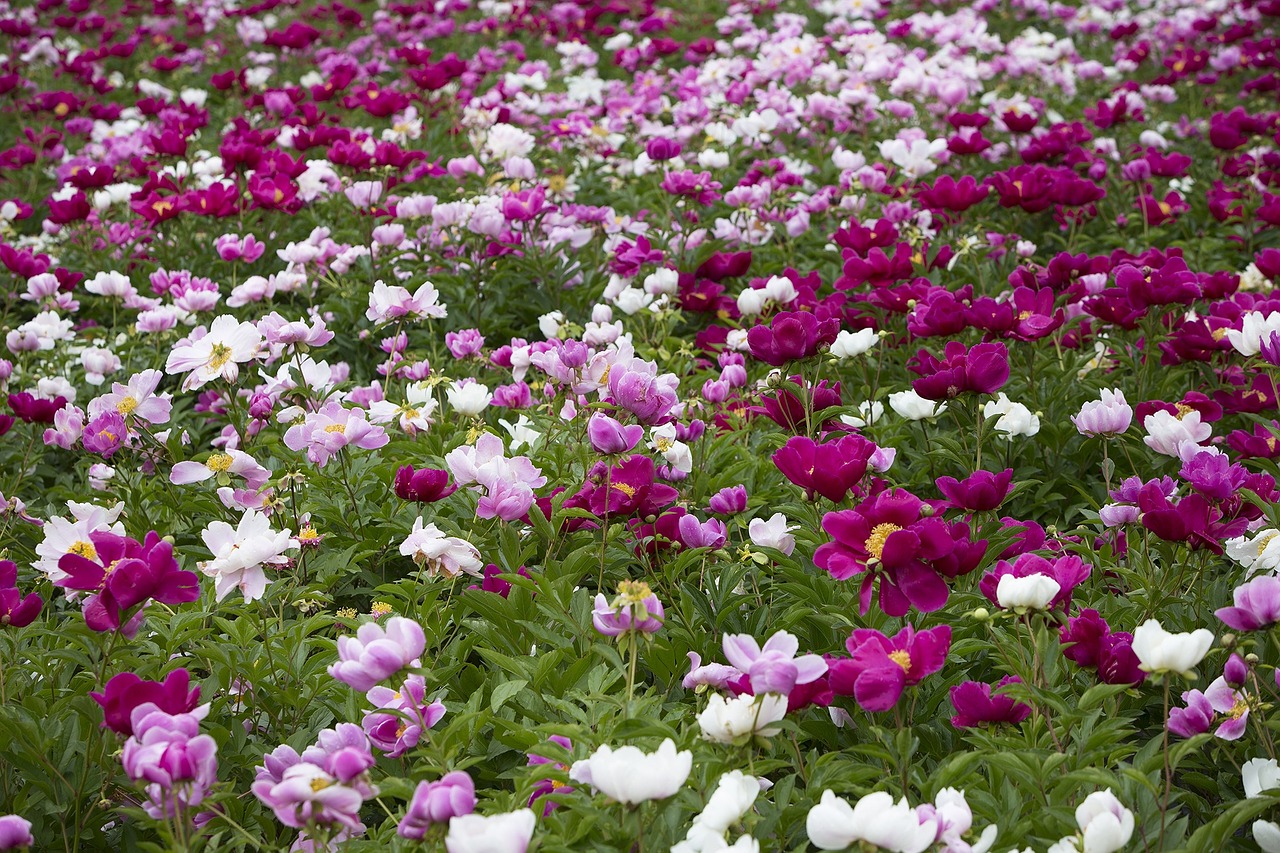 peony flowers flowers flower garden free photo