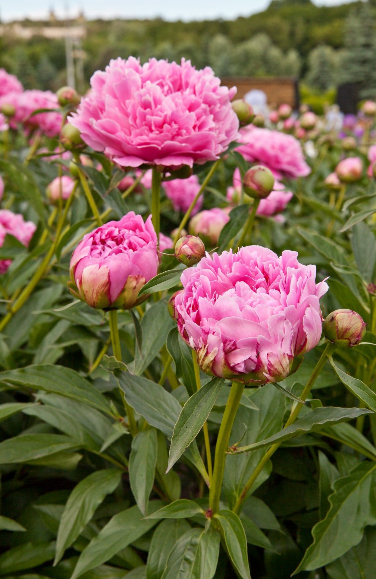 peony flowers spring free photo