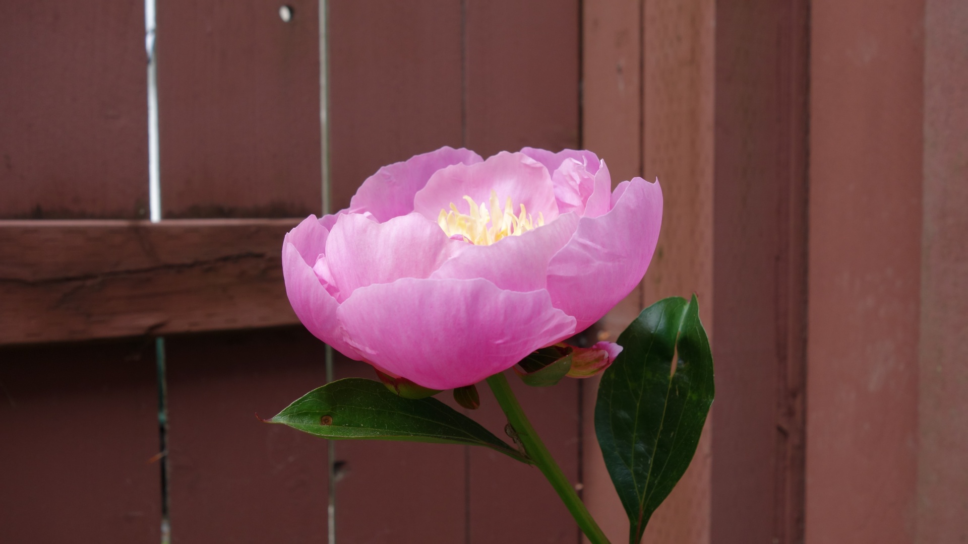 peony flower peony ii free photo