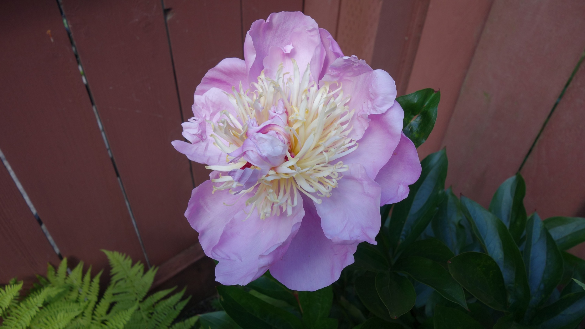 peony flower closeup free photo