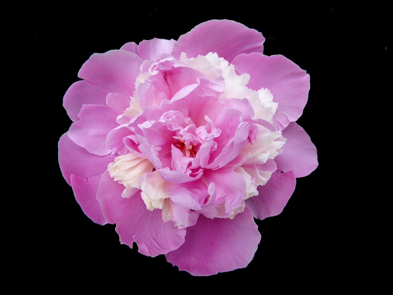 peony rose flowers nature free photo