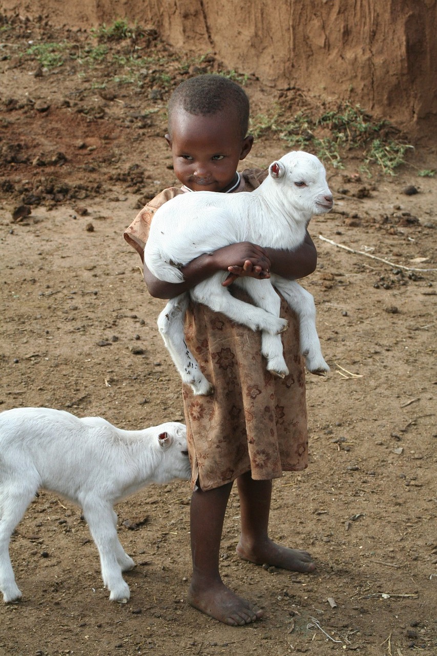 child africa lamb free photo