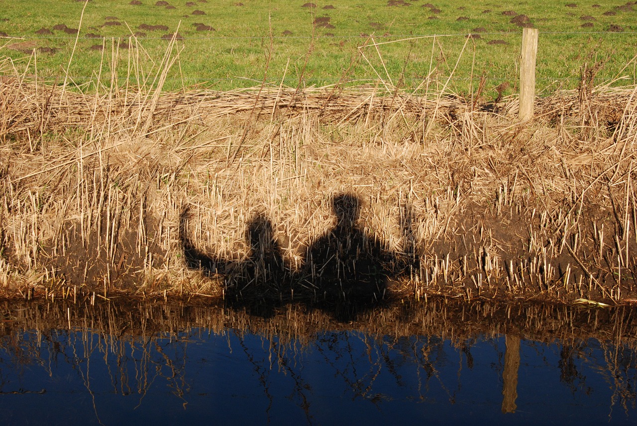 people silhouette waving free photo