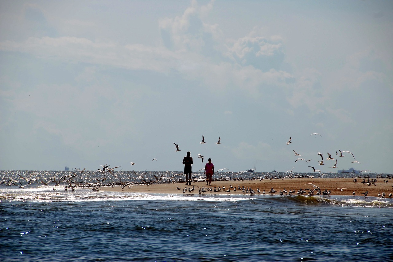 people feeding birds free photo