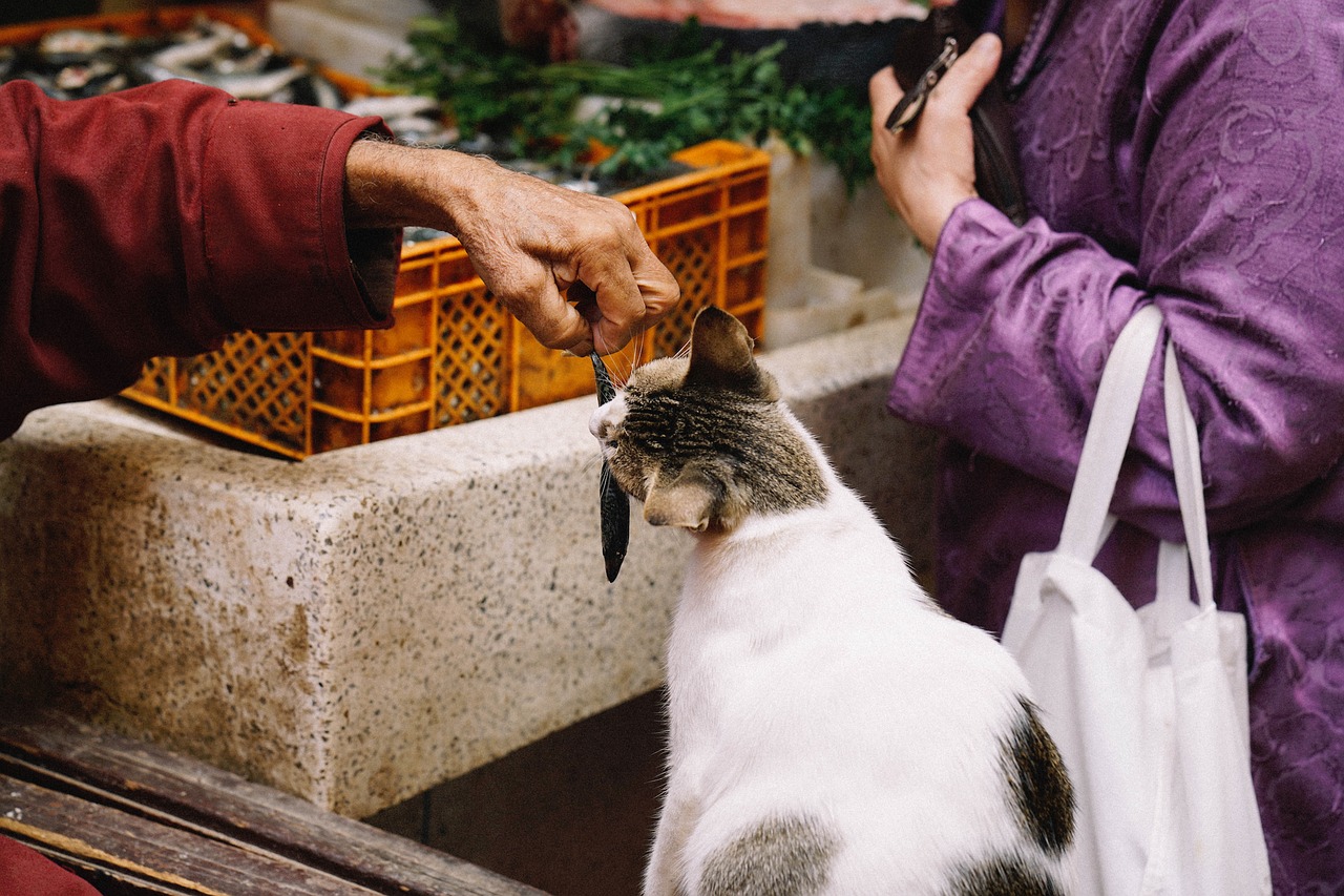 people market animals free photo