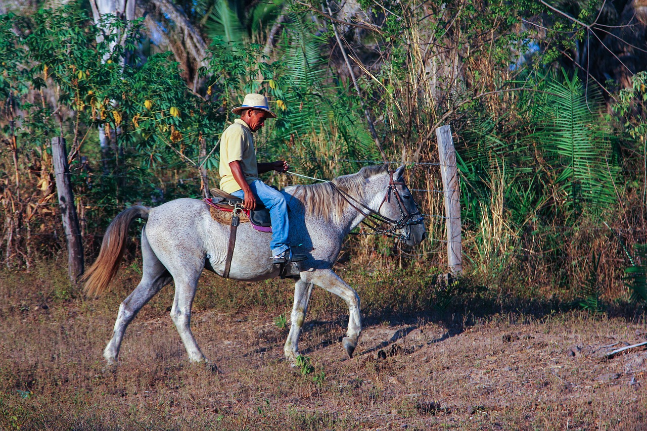 people nature animals free photo