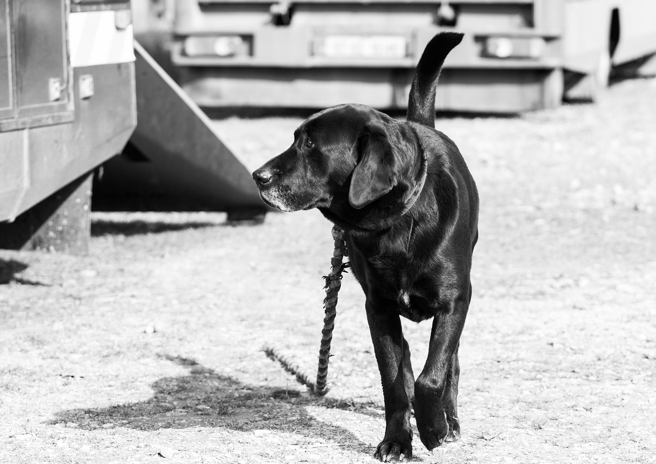 people dog canine free photo