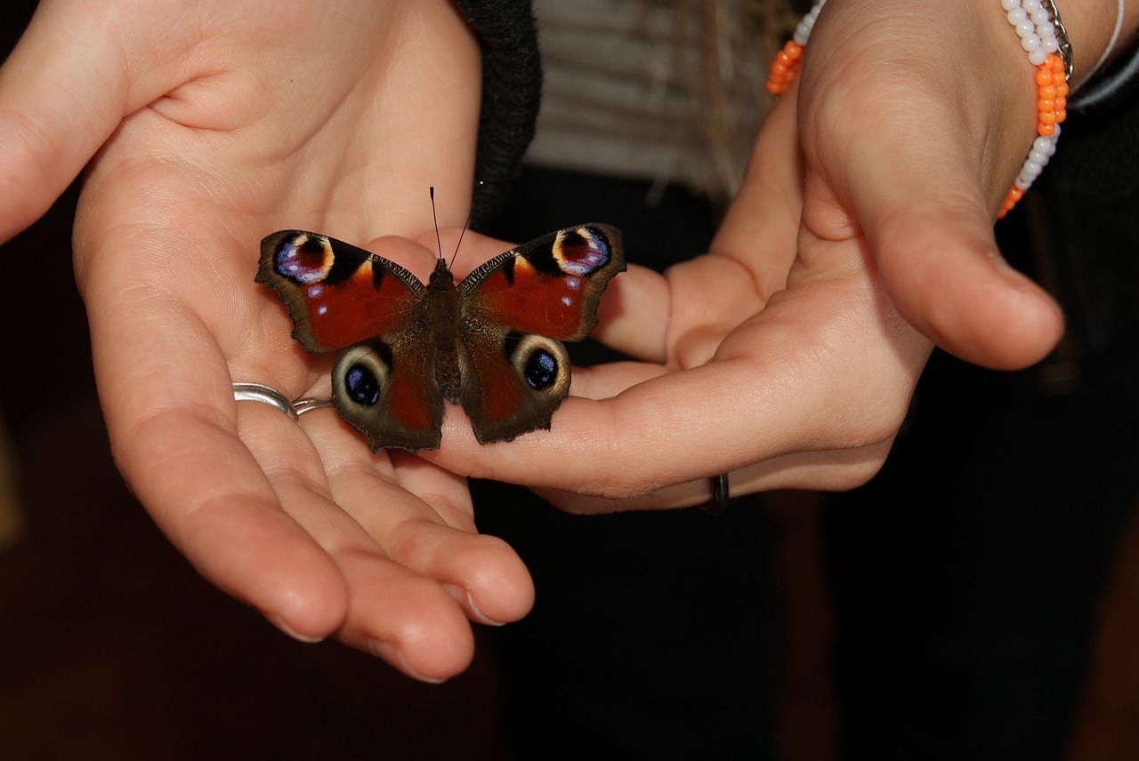 people butterfly hand free photo