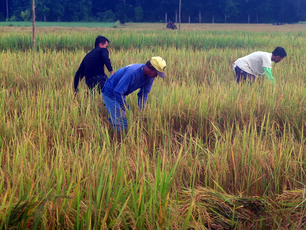 people  planting  rice free photo