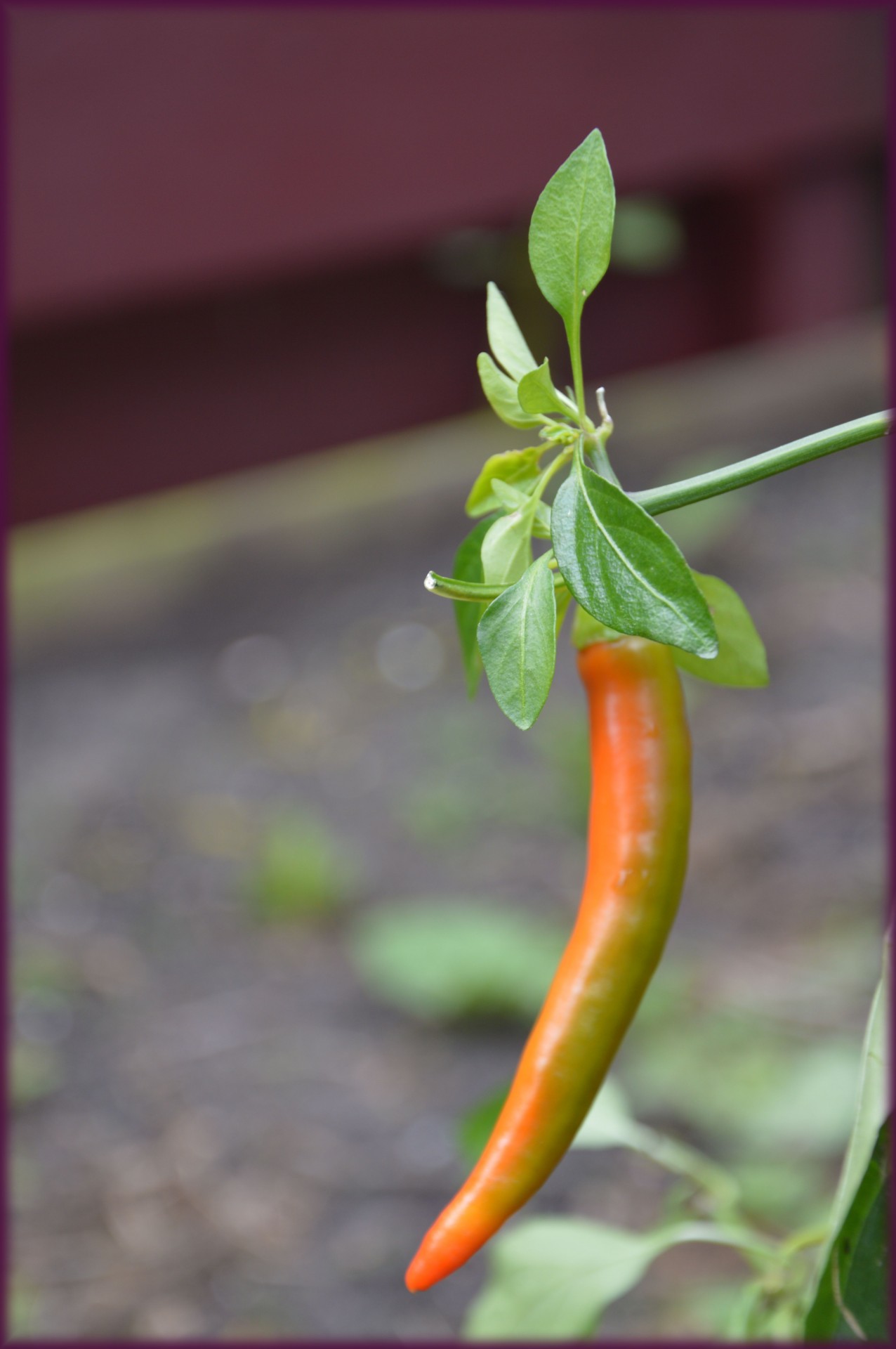 pepper plant green free photo