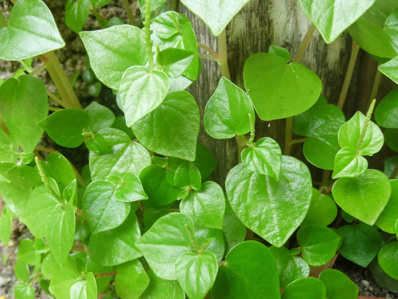 peperomia pellucida green leaves free photo