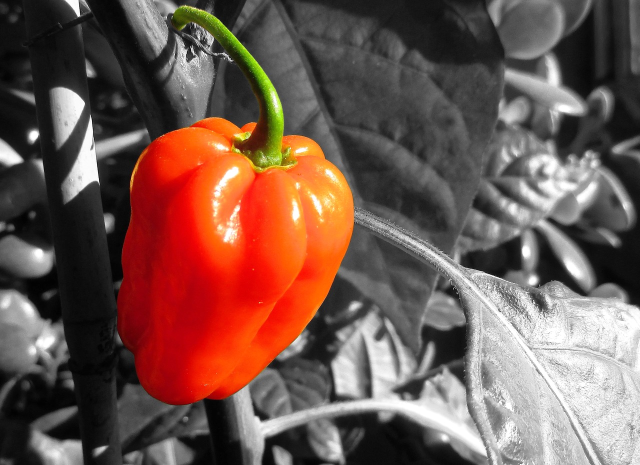 pepper red food free photo