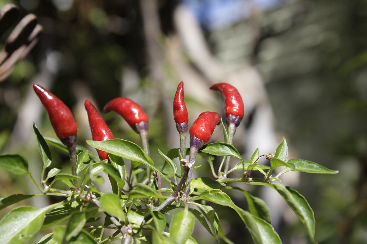 pepper nature protection free photo