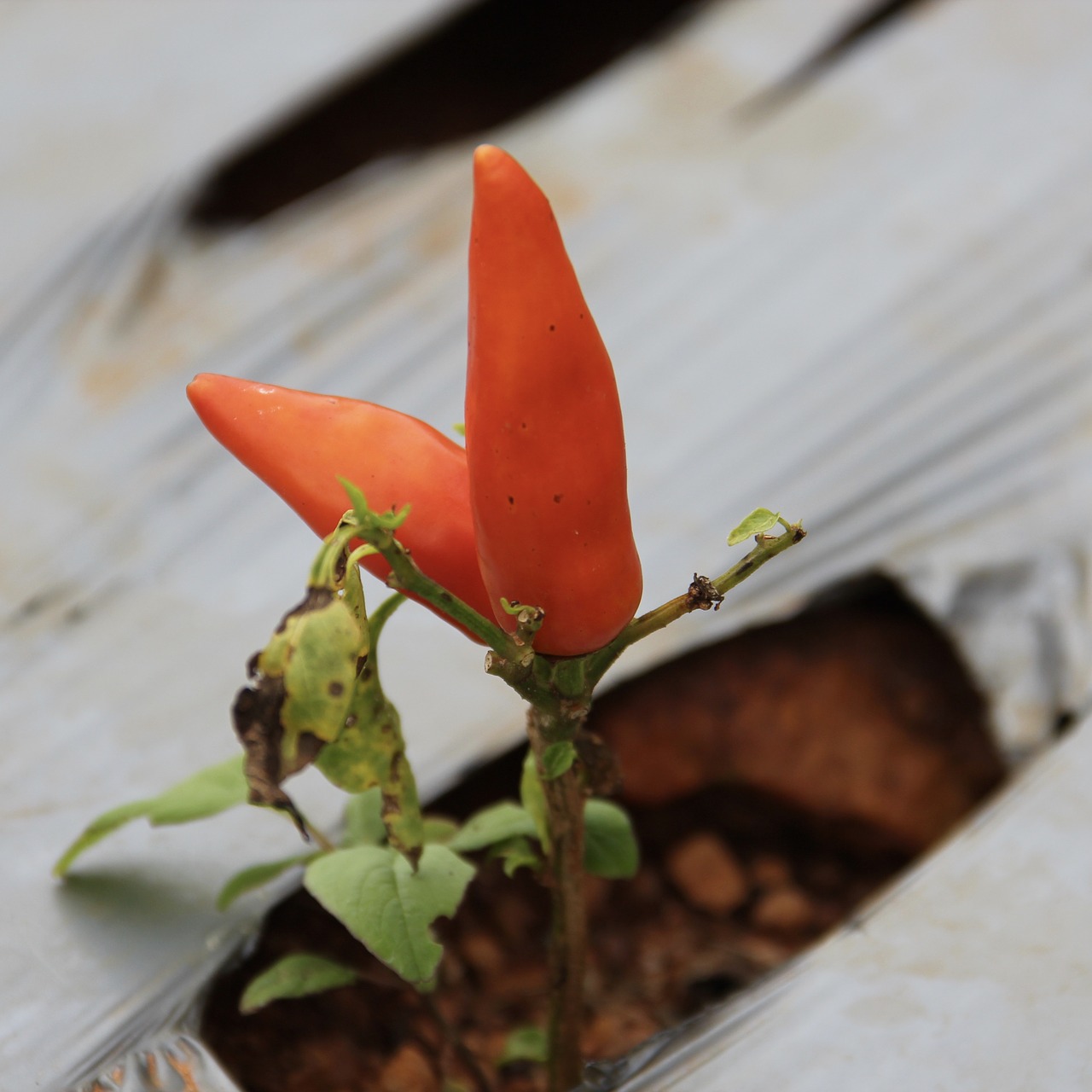 pepper healthy eating kitchen free photo