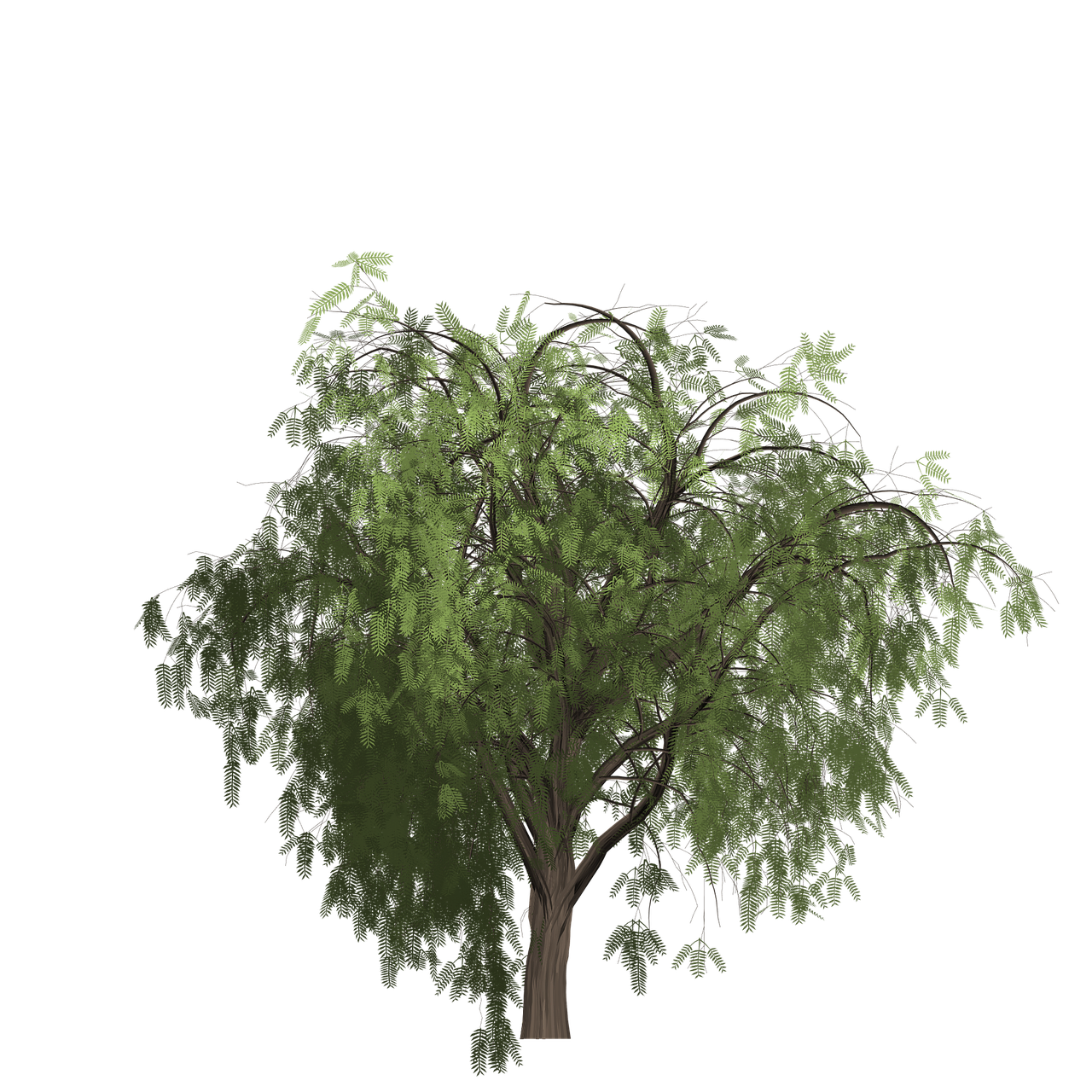 pepper tree painted tree free photo