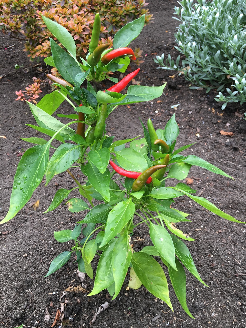pepper chilli spicy free photo