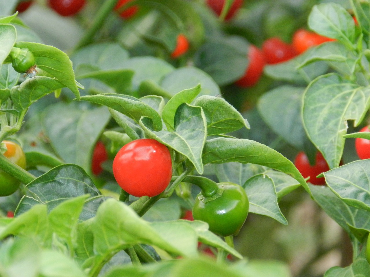 pepper plant green free photo