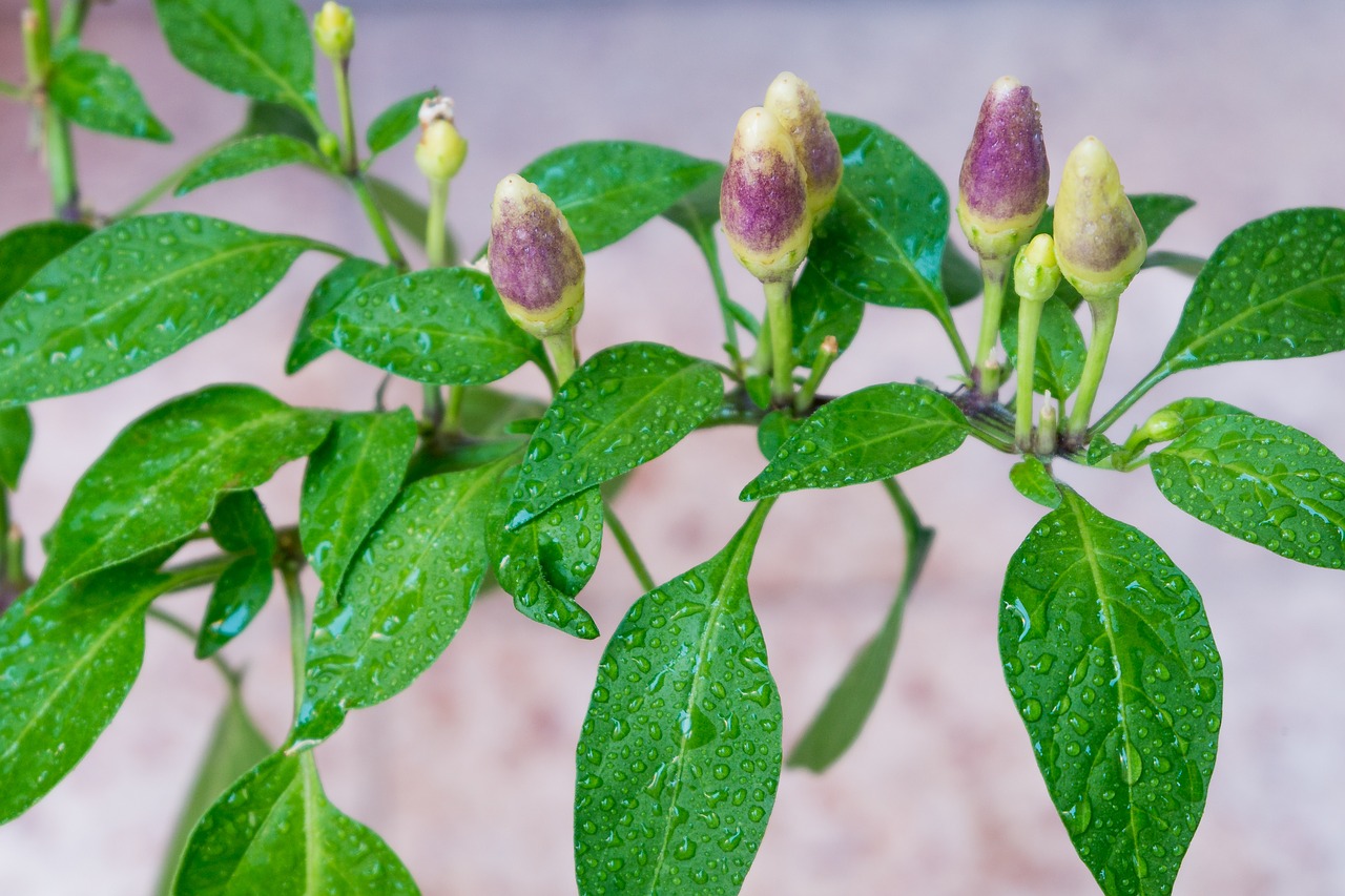 pepper vegetable food free photo