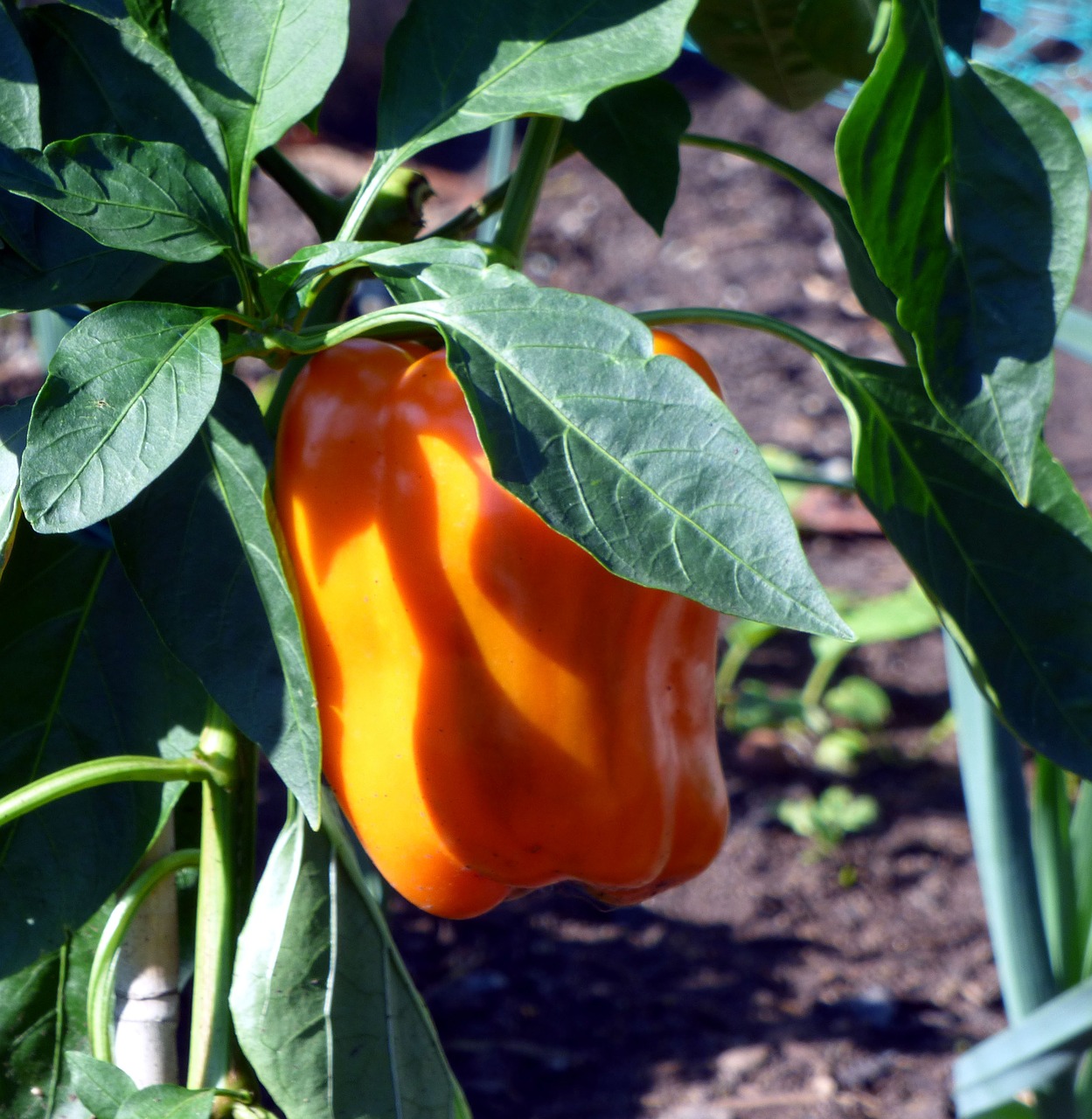 pepper vegetable vegetable garden free photo