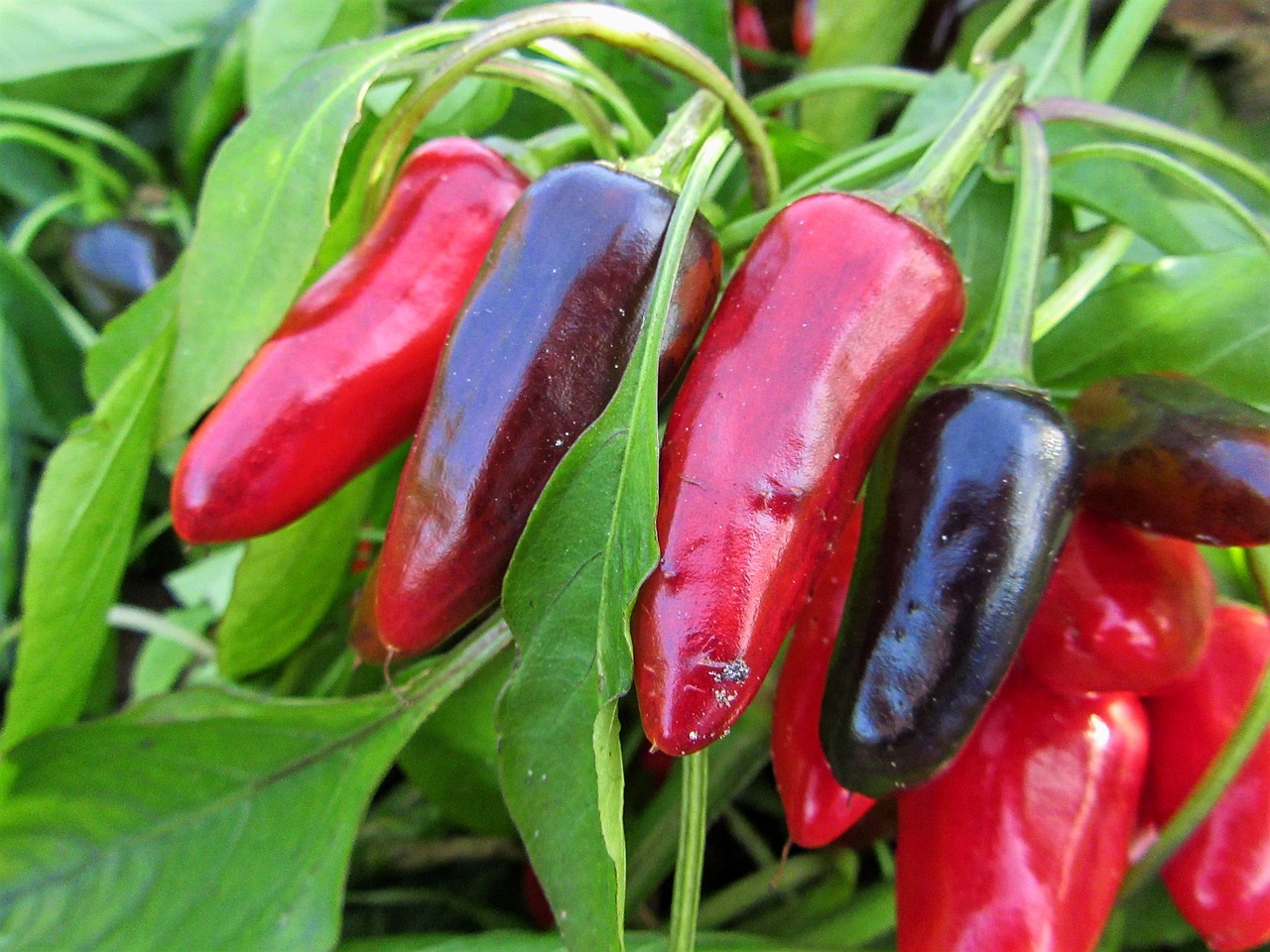 pepper red pepper grow free photo