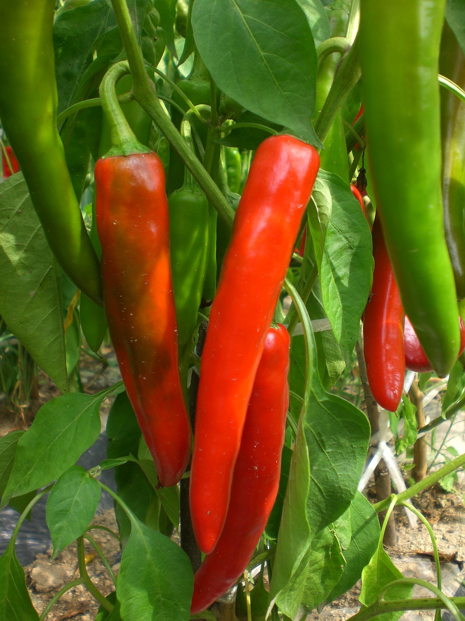 pepper vegetable plants free photo