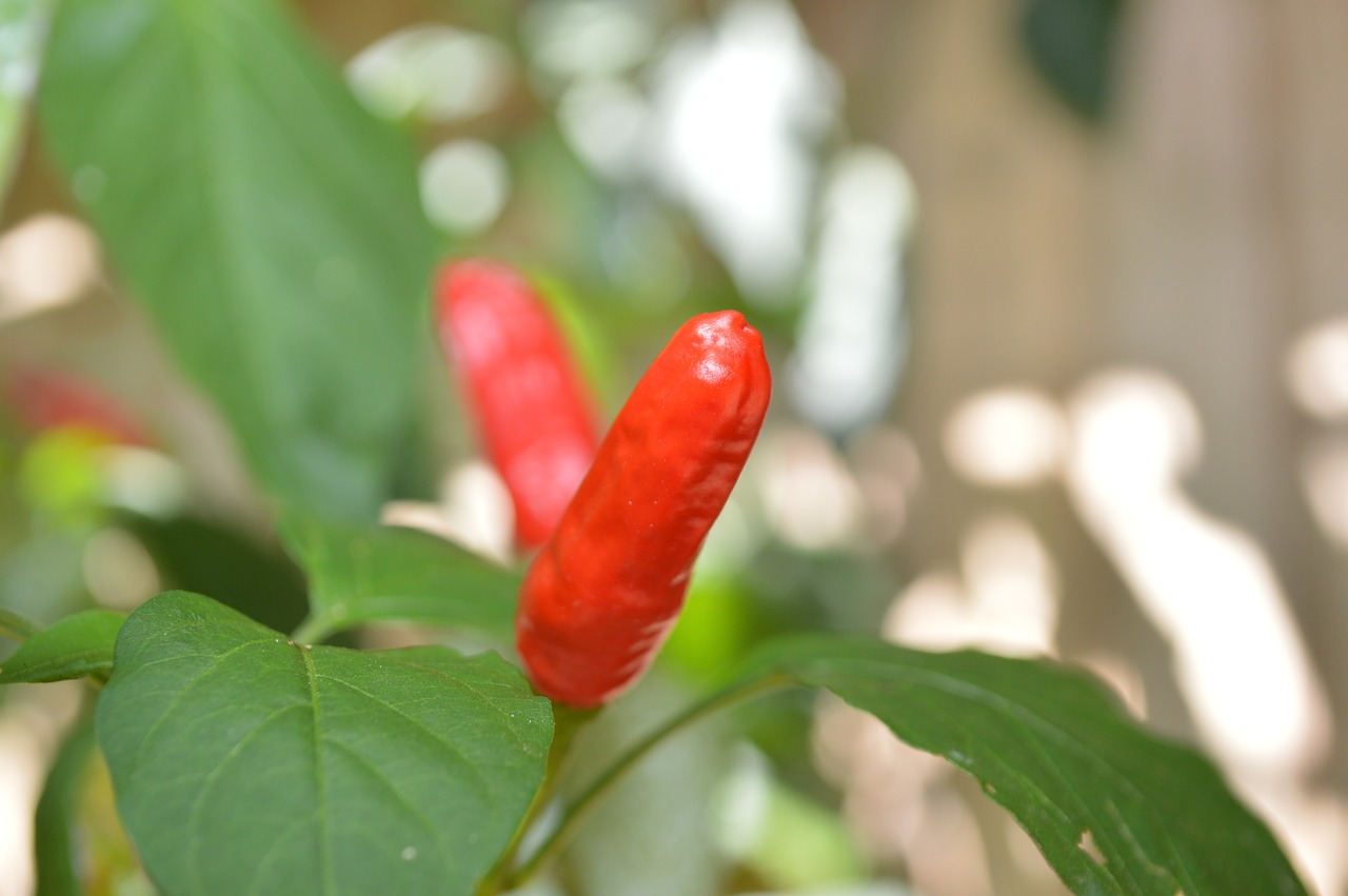 pepper  green  nature free photo