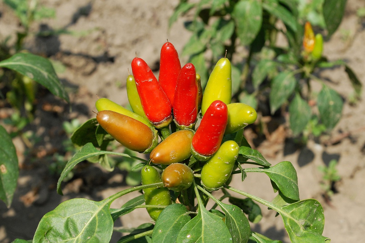 pepper  red  garden free photo