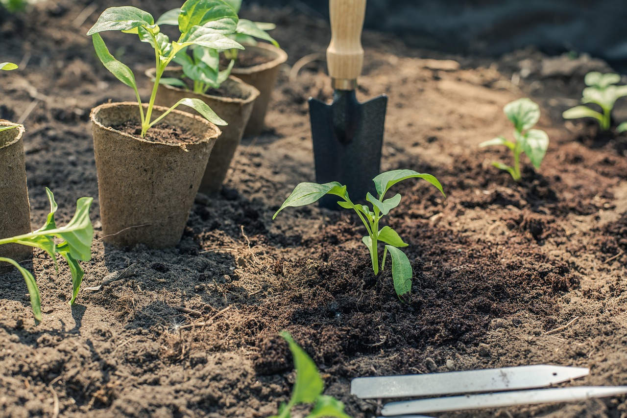 pepper  seedling  planting free photo