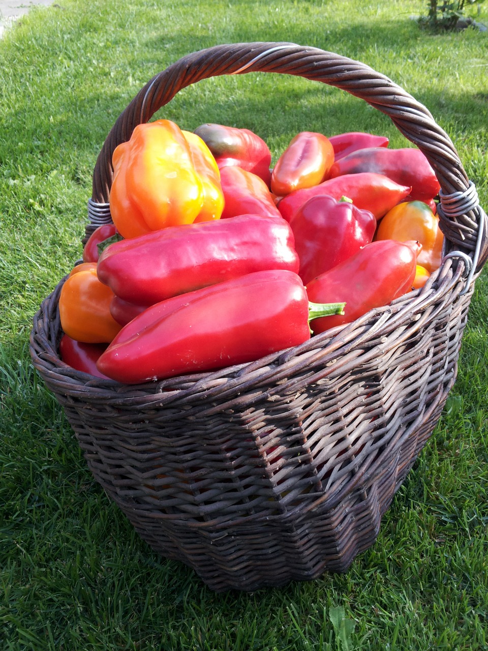 pepper vegetable garden basket free photo