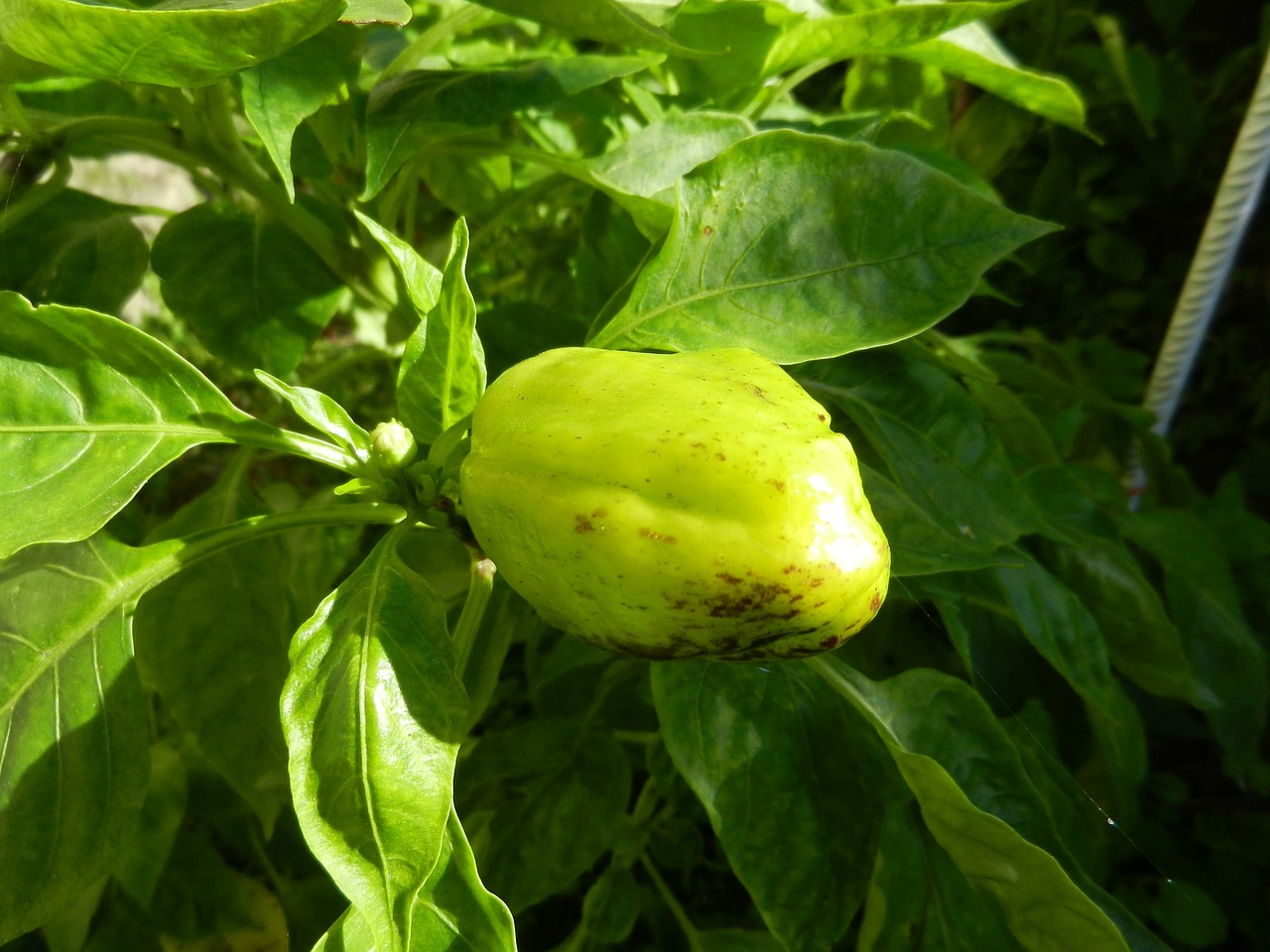 pepper orchard plant free photo