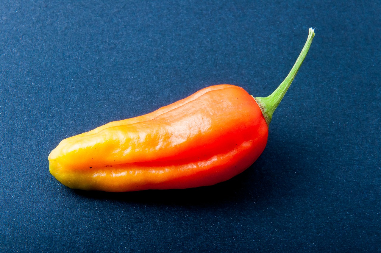 pepper chili orange free photo