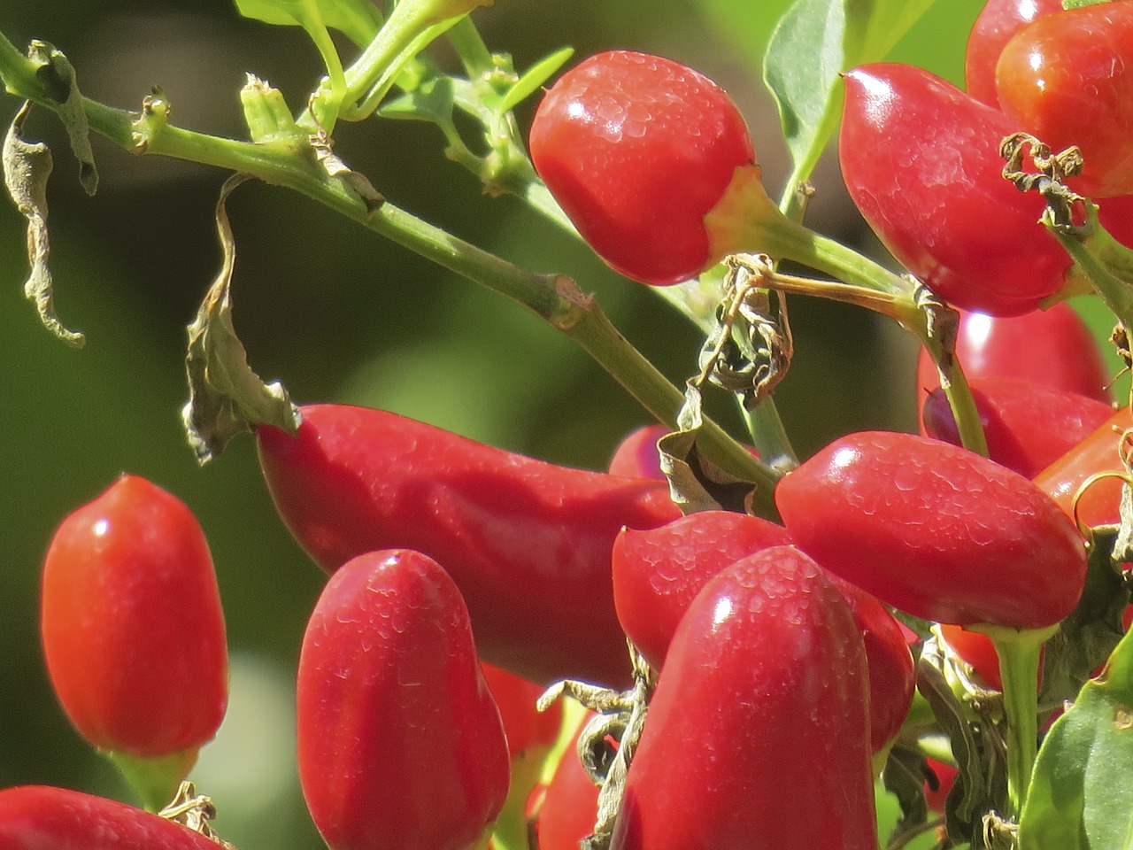 pepper red red pepper free photo