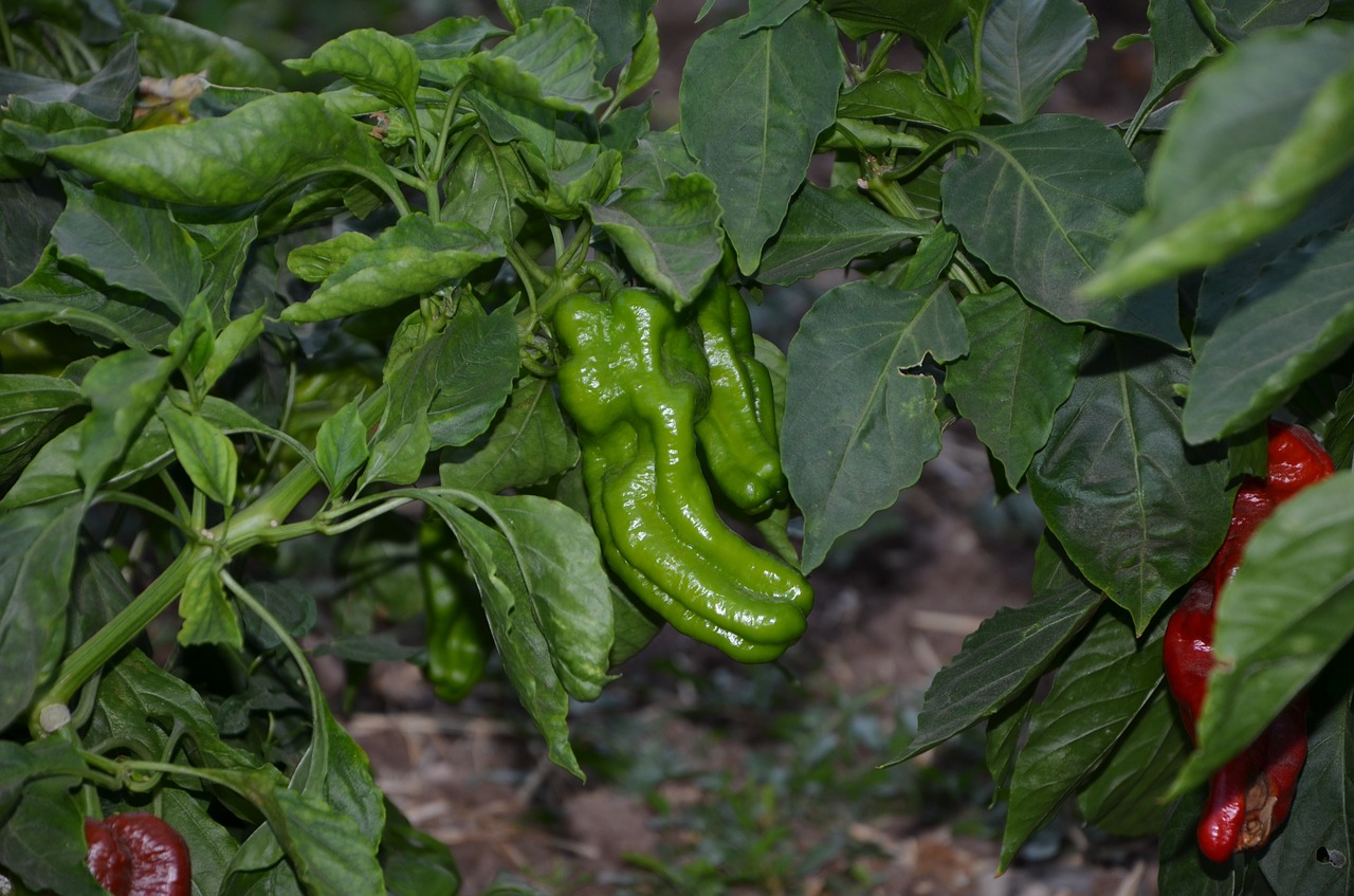 pepper green garden free photo