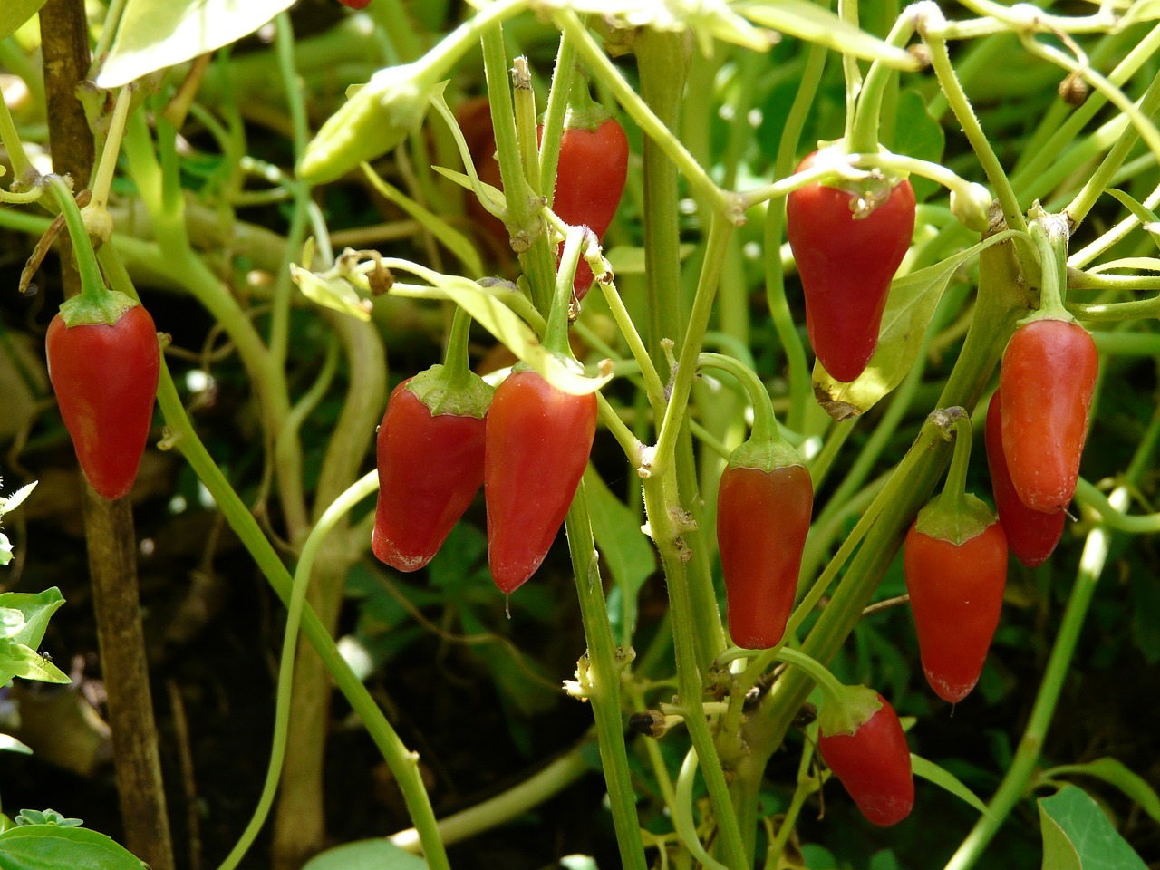 pepper crop paprika pods free photo