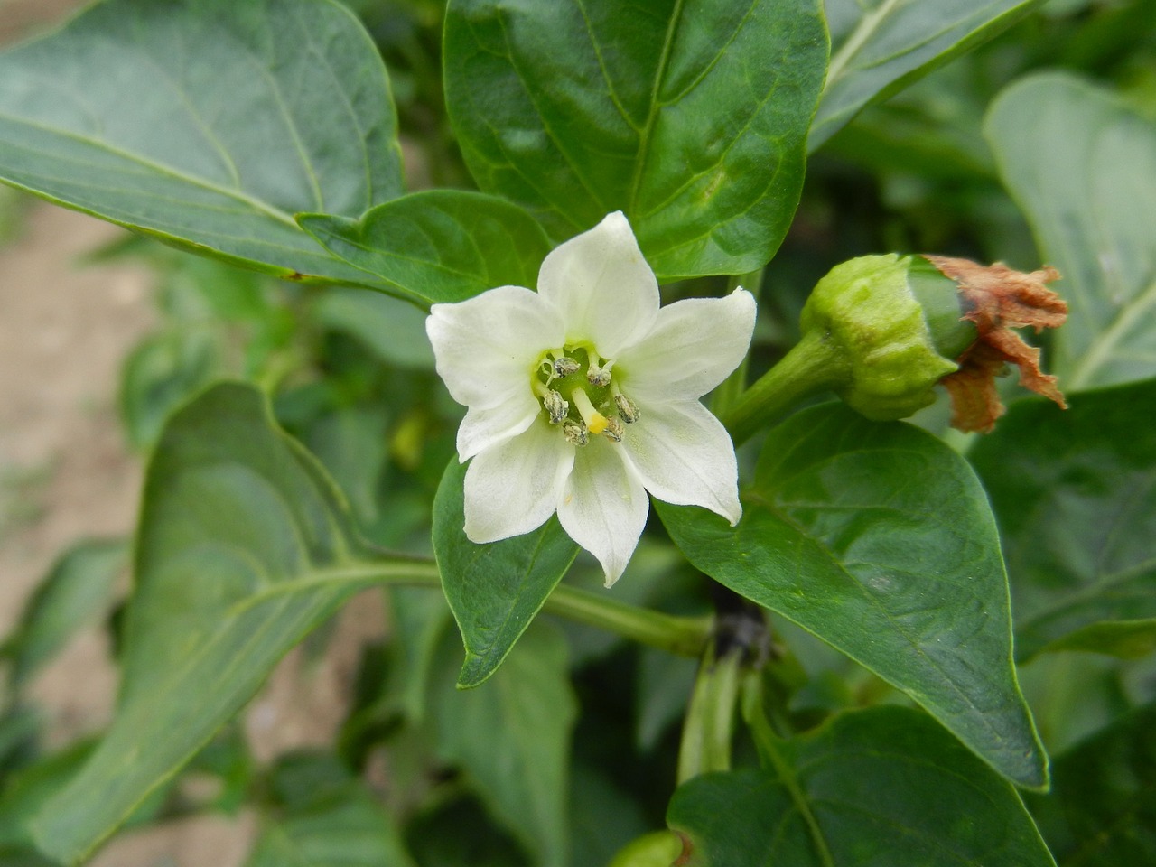 pepper flower plant food free photo