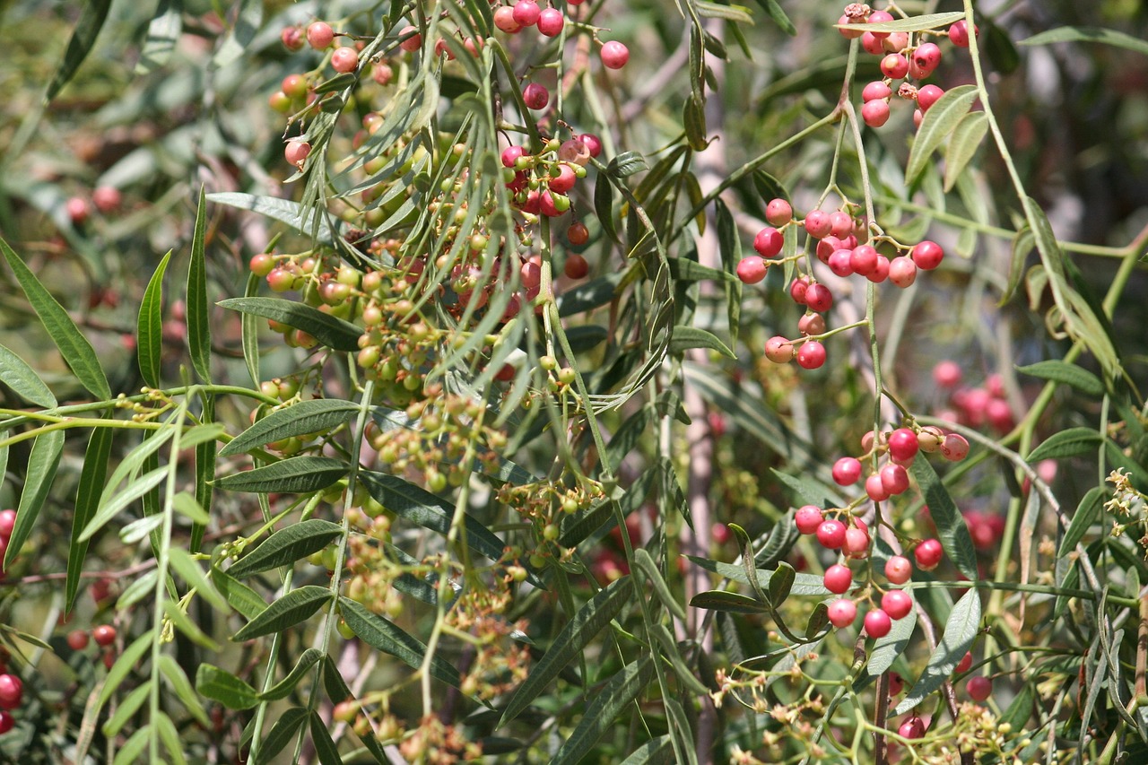 pepper tree berries pepper free photo