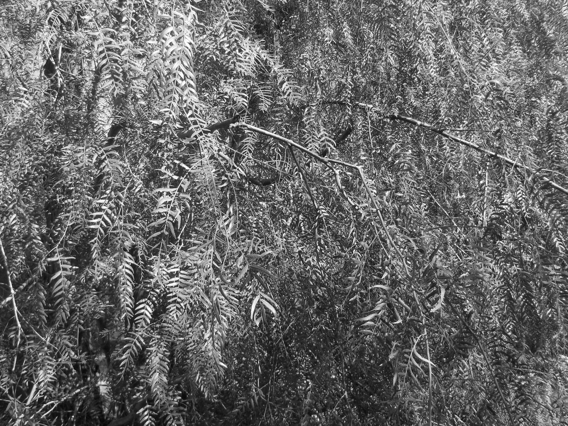 pepper tree texture b&w free photo