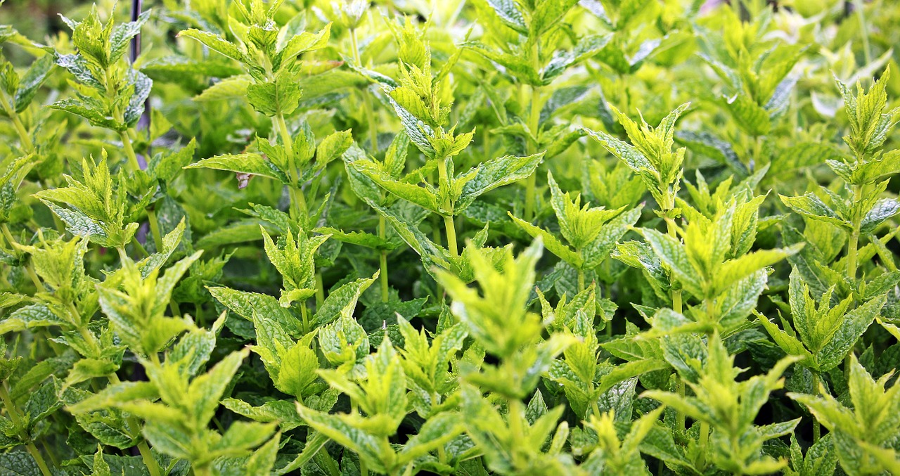 mint green mint plant free photo