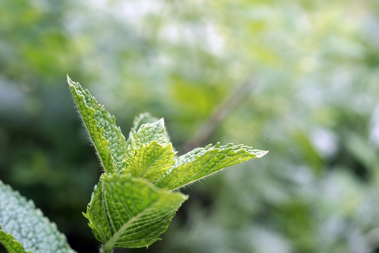 peppermint garden green free photo