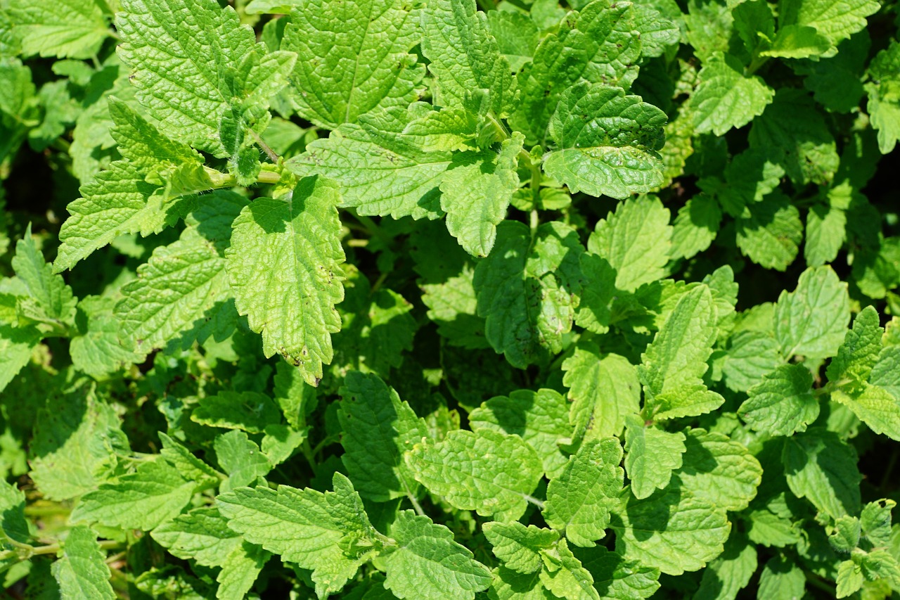 peppermint plant tee free photo