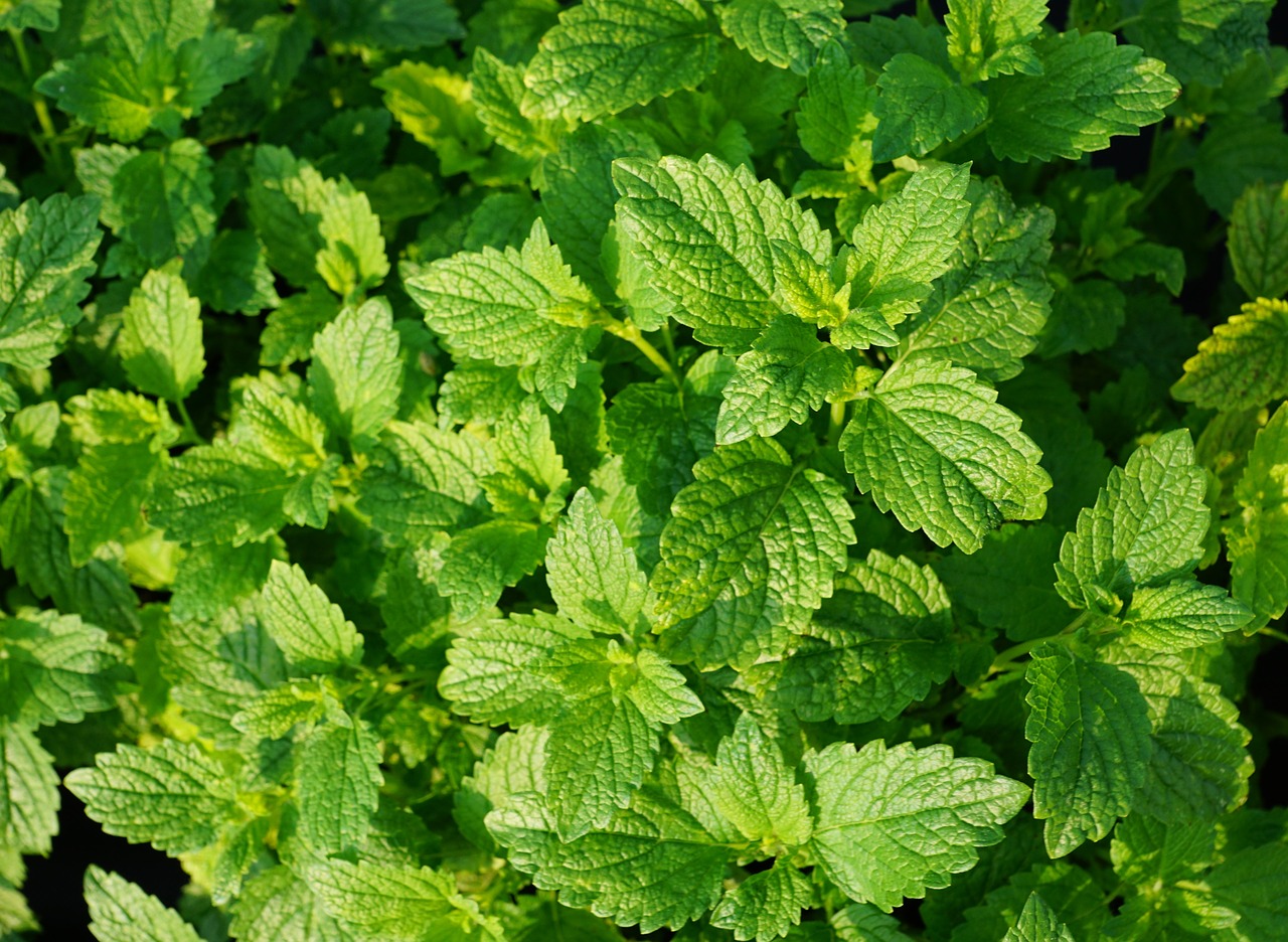 peppermint plant tee free photo