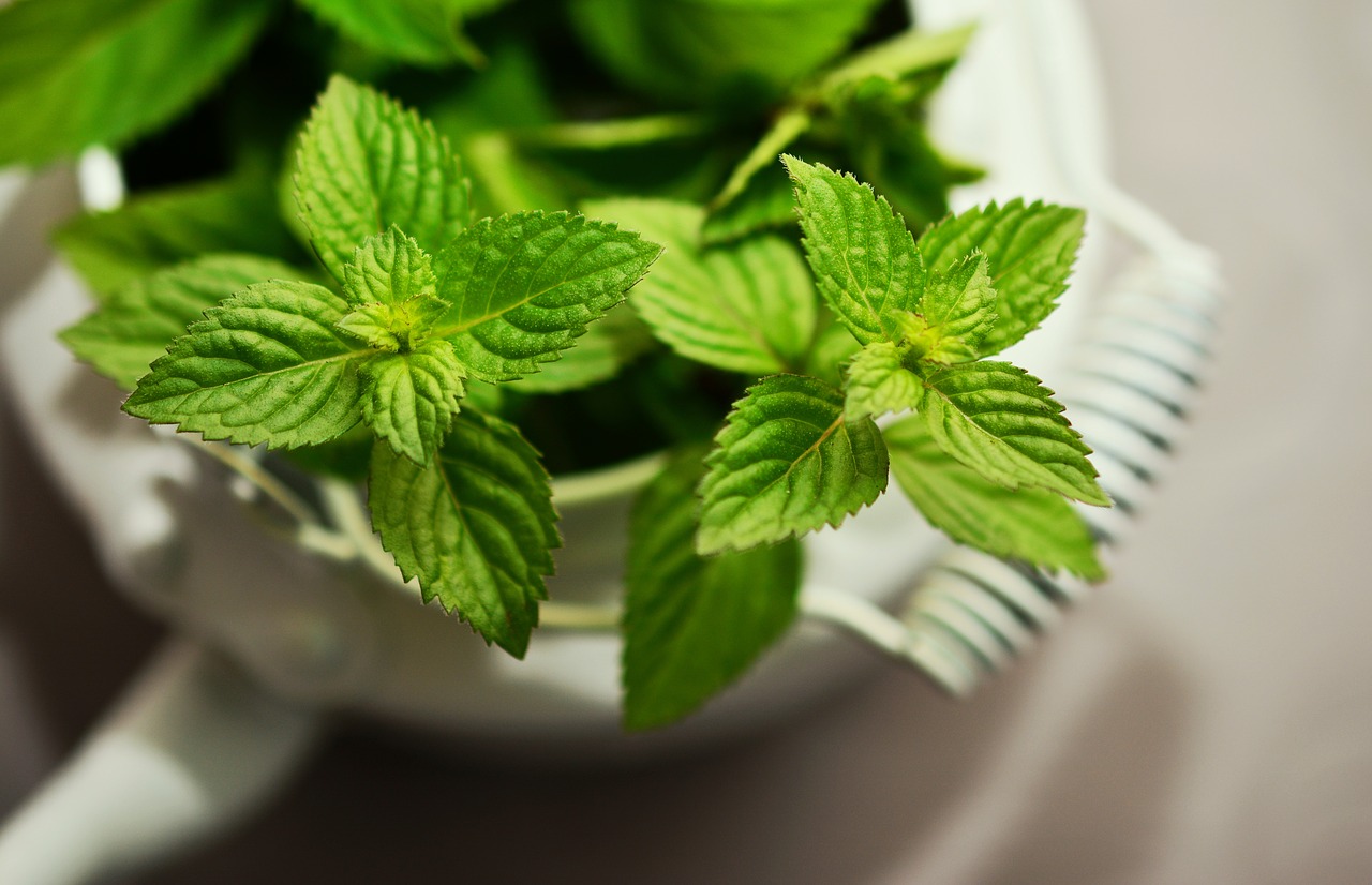 peppermint medicinal plant medicinal herbs free photo