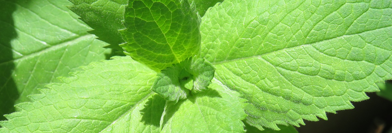 peppermint green hairy free photo