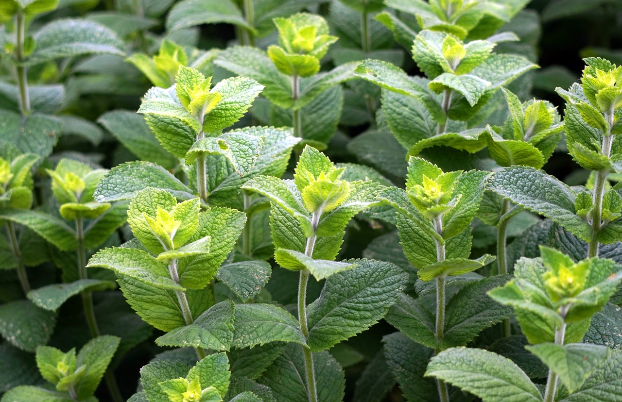 peppermint  green  leaves free photo