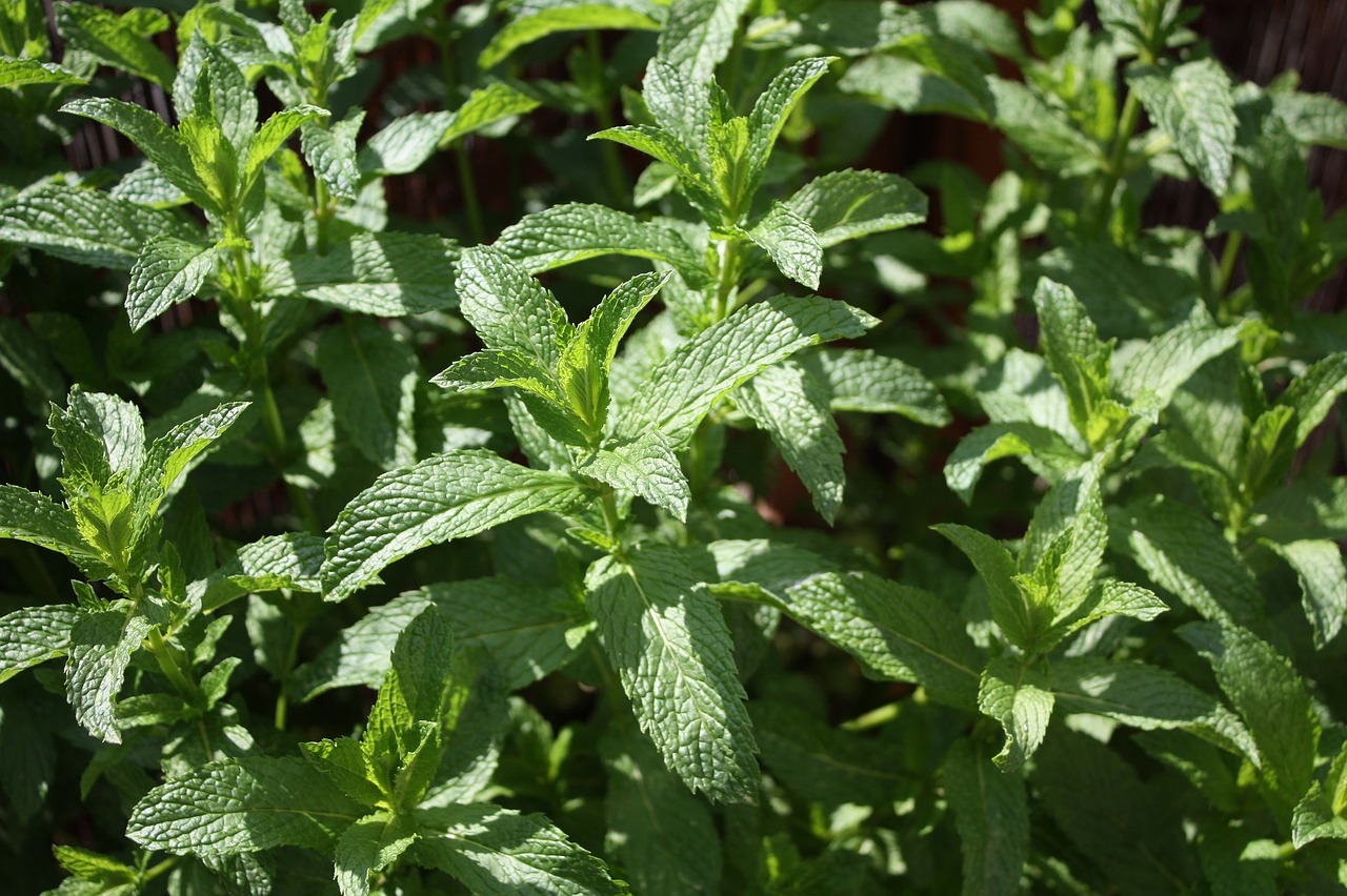 peppermint  herbs  mint free photo
