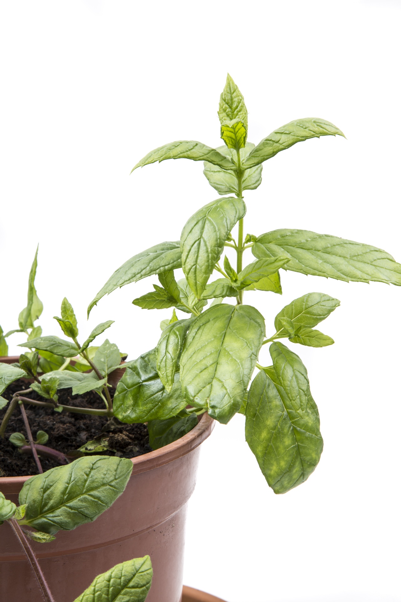 plants herb mint free photo