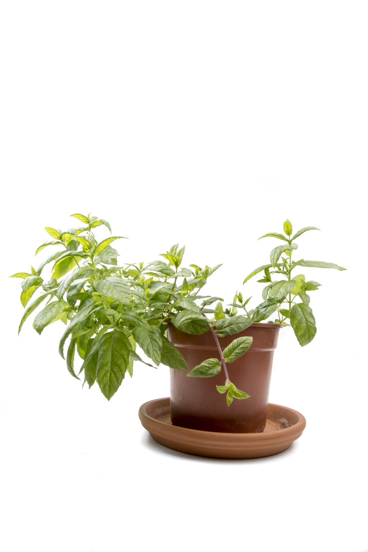 plants herb mint free photo