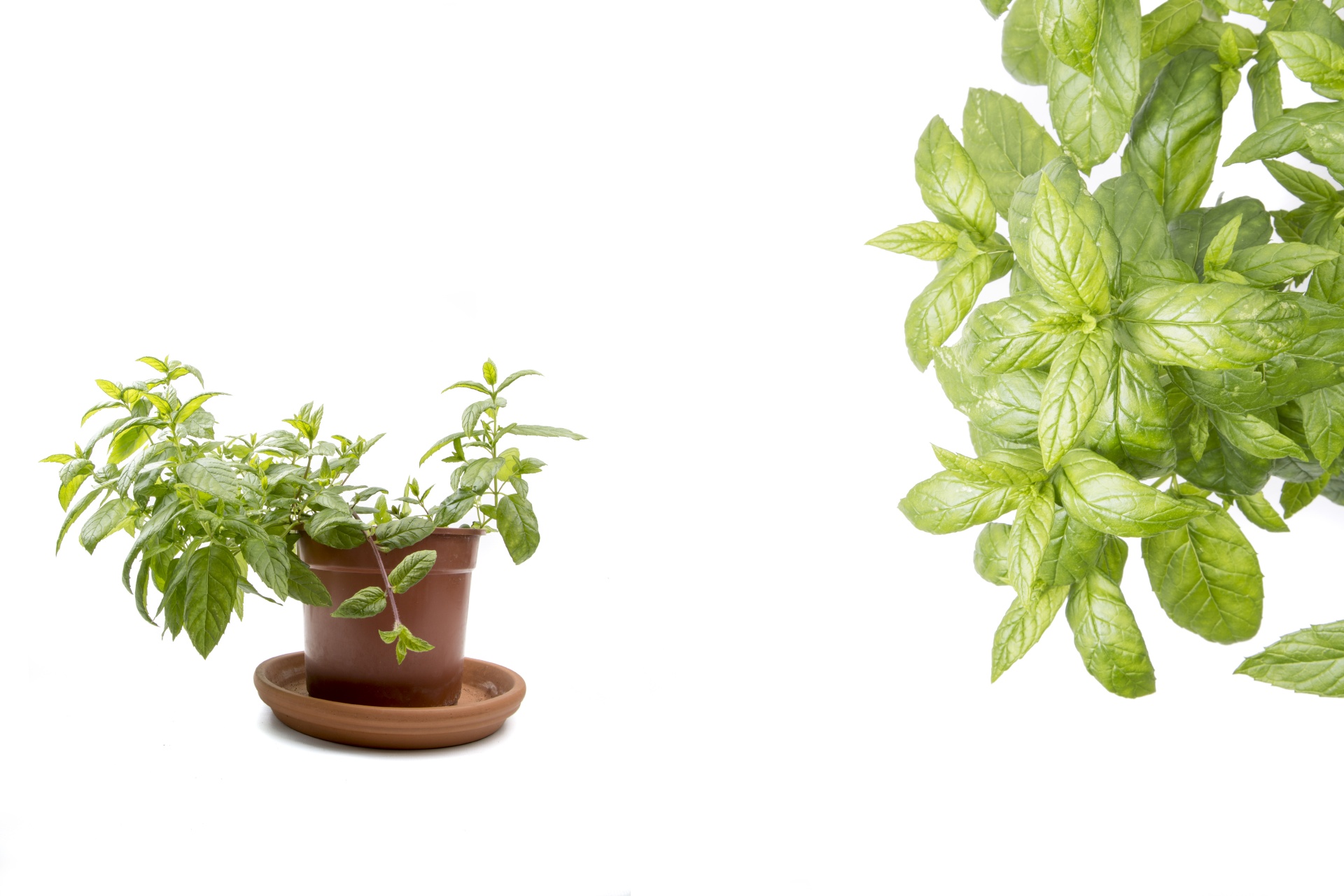 plants herb mint free photo